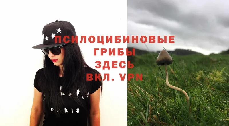 Галлюциногенные грибы Psilocybe  купить наркотик  Вельск 